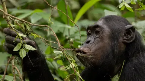 Chimpanzees Ingesting an Amount Equal of an Alcoholic Beverage Daily from Overripe Produce, Research Shows
