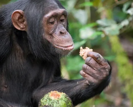 Wild Chimps Drink Daily Ethanol Equivalent to a Lager from Fermented Fruit
