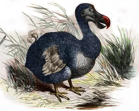 Scientists State They’ve Made a ‘Key Milestone’ in Resurrecting the Extinct Bird for the Very First Occasion in Multiple Generations
